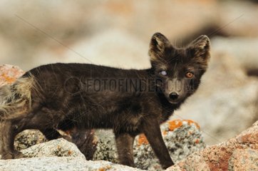 Arctic Fox with an eye punctured in Greenland