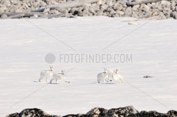 Persues between Hare Arctic Greenland