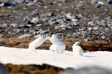 Plays between Hare Arctic Greenland