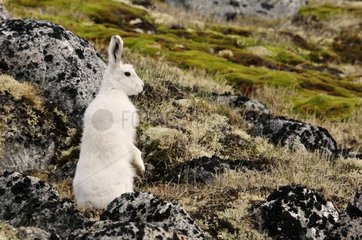 Arctic Hare in alarm in Greenland