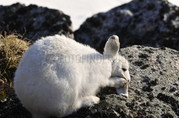 Arctic Hare cleaning its ears in Greenland