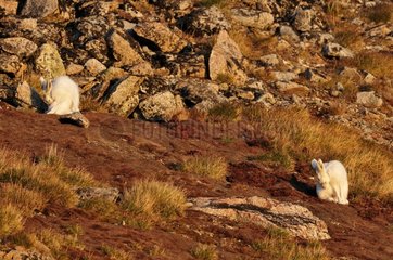 Arctic Hares doing their toilet in Greenland