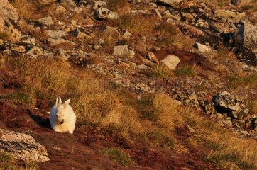 Arctic Hare doing their toilet in Greenland