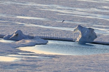 Vejle Kjord ice at Hoegh Cape in Greenland