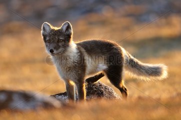 Male Arctic Fox Hoegh Cape in Greenland