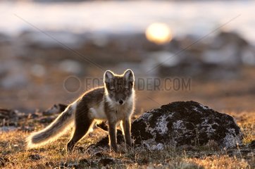 Male Arctic Fox marking its territory in Greenland