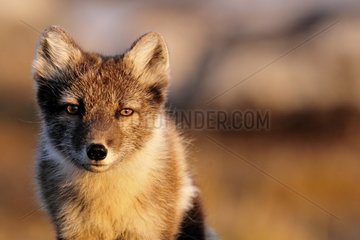 Portrait of an Arctic Fox at sunset in Greenland