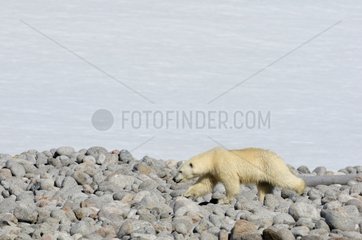 Polar Bear crossing the peninsula of Cape Hoegh Greenland