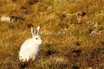 Arctic hare on the Cap Hoegh Greenland