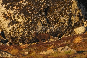 Arctic fox on the Cap Hoegh Greenland