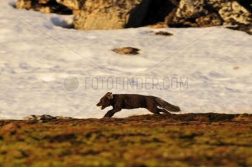 Arctic Fox running with an egg in its mouth Greenland