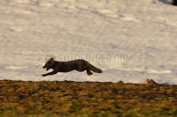 Arctic Fox running with an egg in its mouth Greenland