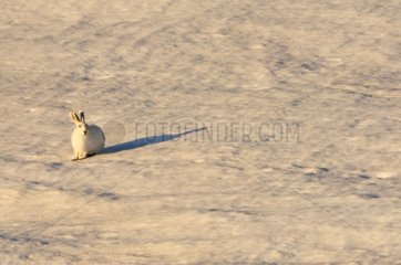 Arctic hare on a snowfield in Greenland to Cape Hoegh