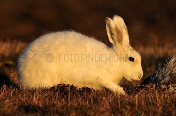 Portrait of an Arctic hare Cape Hoegh in Greenland