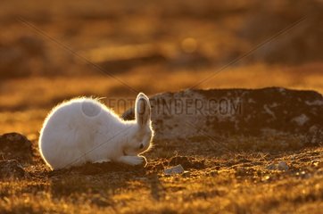 Arctic hare Cape Hoegh in Greenland