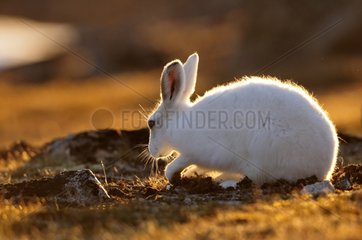Arctic hare scraping the ground in Cape Hoegh in Greenland