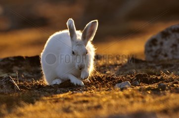 Arctic hare scraping the ground in Cape Hoegh in Greenland