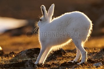 Arctic hare stretching in Cape Hoegh in Greenland