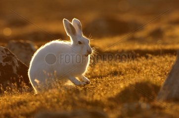 Arctic hare in Cape Hoegh in Greenland