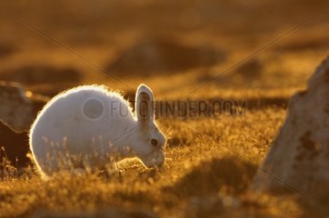 Arctic hare grazing in Cape Hoegh in Greenland