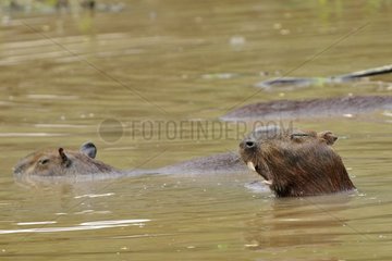 Capybara yawning during bath Venezulea