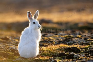 Arctic hare sat in Cape Hoegh in Greenland