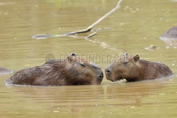 Capybara adult and young during bath Venezulea