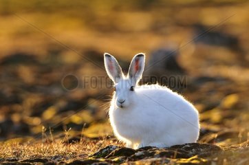 Arctic hare in Cape Hoegh during the Arctic night Greenland