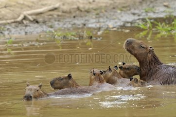 Group of Capybaras during bath Venezulea