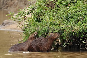 Capybaras rubbing itself to a bush during bath Venezulea
