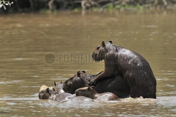 Group of Capybaras during bath Venezulea