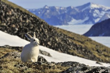 Arctic hare in the Cape Hoegh mountains in Greenland