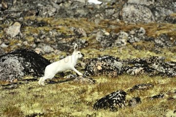 Arctic hare in the Cape Hoegh in Greenland