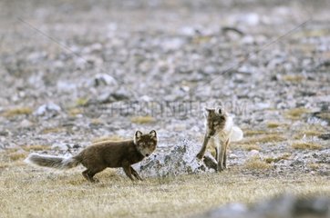 Pair of Arctic foxes at Hoegh Cape in Greenland