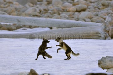 Two Arctic foxes playing on a beach Hoegh Cape Greenland
