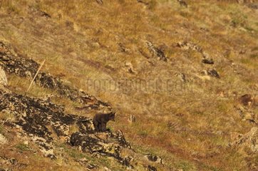 Arctic fox looking at a Arctic hare Hoegh Cape Greenland