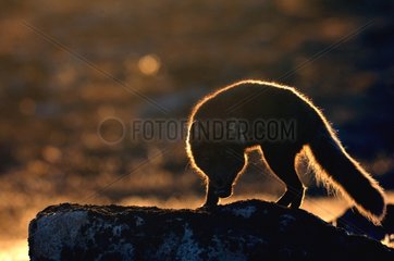 Arctic fox on a rock at the Hoegh Cape in Greenland
