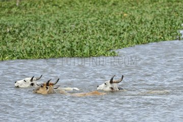 Cows crossing a river in the Llanos of Venezuela