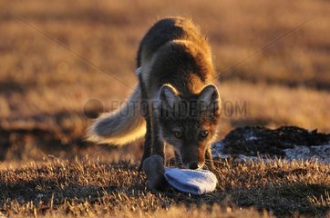 Arctic fox smelling a sock in Cape Hoegh Greenland