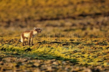 Arctic fox calling its partner in Cape Hoegh Greenland