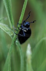 Bloody-nosed beetle on a stem in dew Switzerland