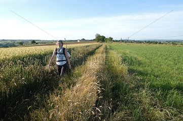 Hiker crossing a cereal field