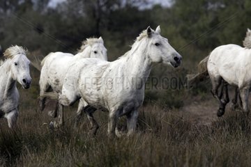Camarguais horses running in a swamp of Camargue France