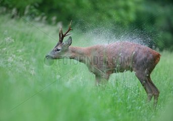 Roebuck snorting after a spring rain France