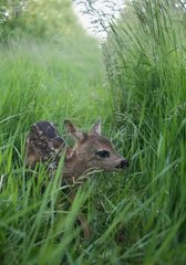 Few days old roe deer fawn in the grass France