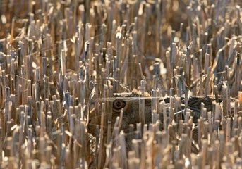 European hare hidden in grain thatches France