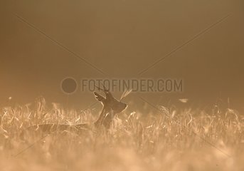 Roebuck in a grain field in summer France
