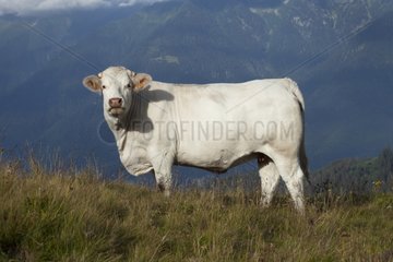 Charolais cows on a pasture Belledone Alpes France