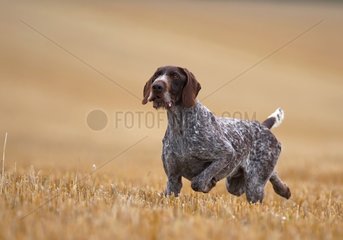 Hunting dog stanstill in thatches France