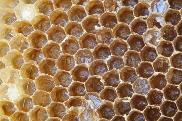 Honeycomb Cevennes France